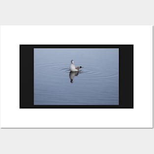 Gull on the water Posters and Art